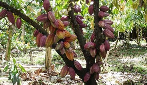 Cacao Tour, Arhuacos, Don Diego river